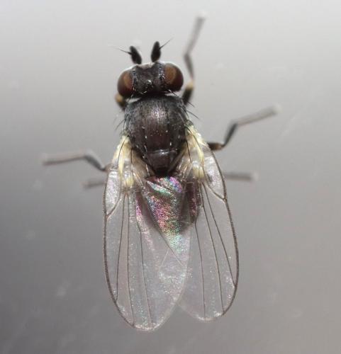 Réf. 340 603 : Cerodontha iridis